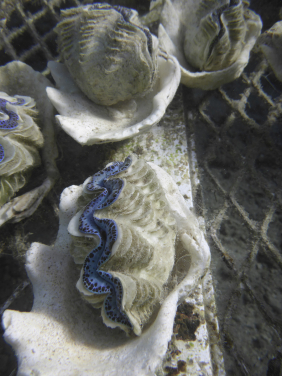 圖4. 於法屬玻里尼西亞茉莉亞島海底底棲生物研究養殖場的大型蜆科物種長硨磲蛤(相片鳴謝: Isis Guibert博士)